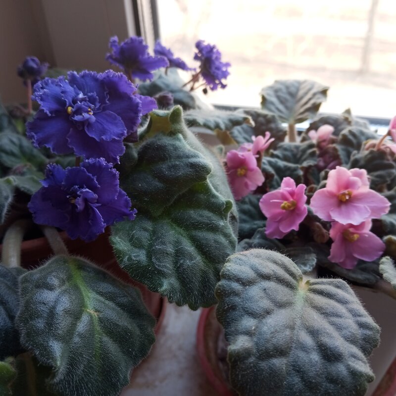 Мои фиалки - Елена Семигина