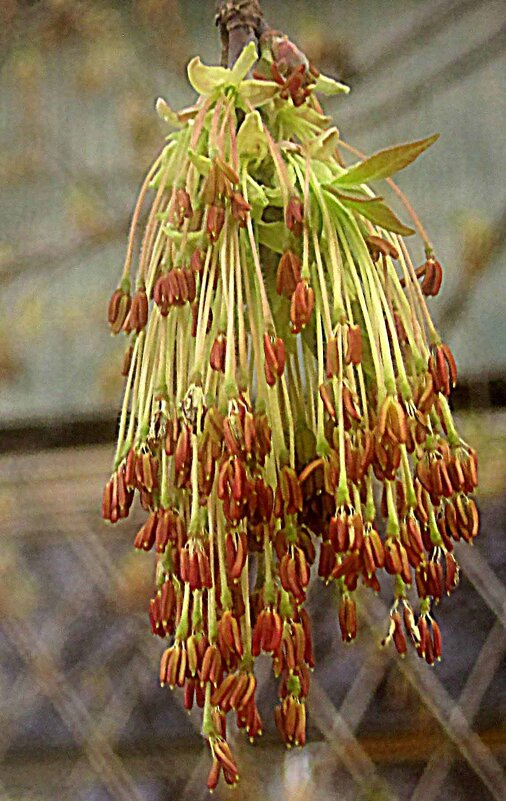 Весеннее - Елена Семигина