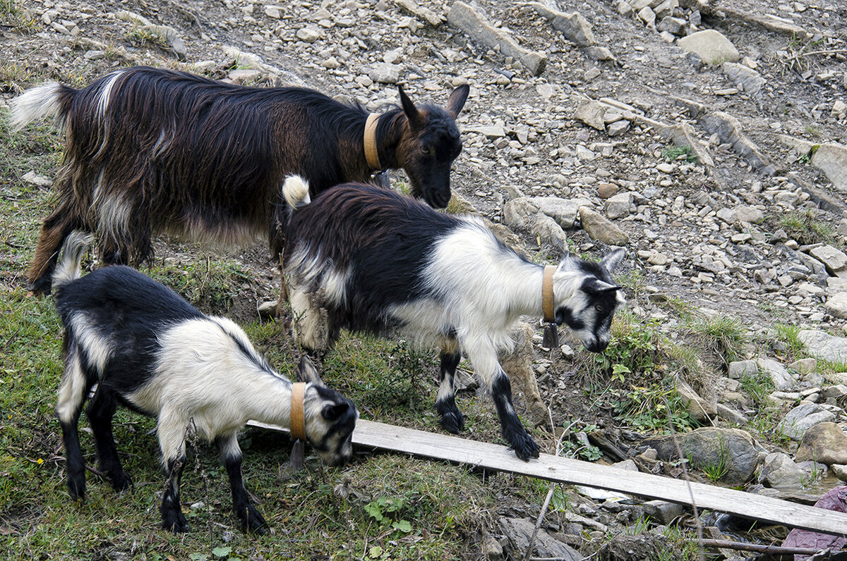 Ступай аккуратно! - Alexandеr P
