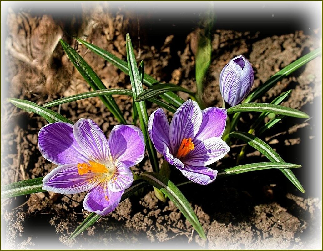 Первые крокусы ... - Валентина Надсон