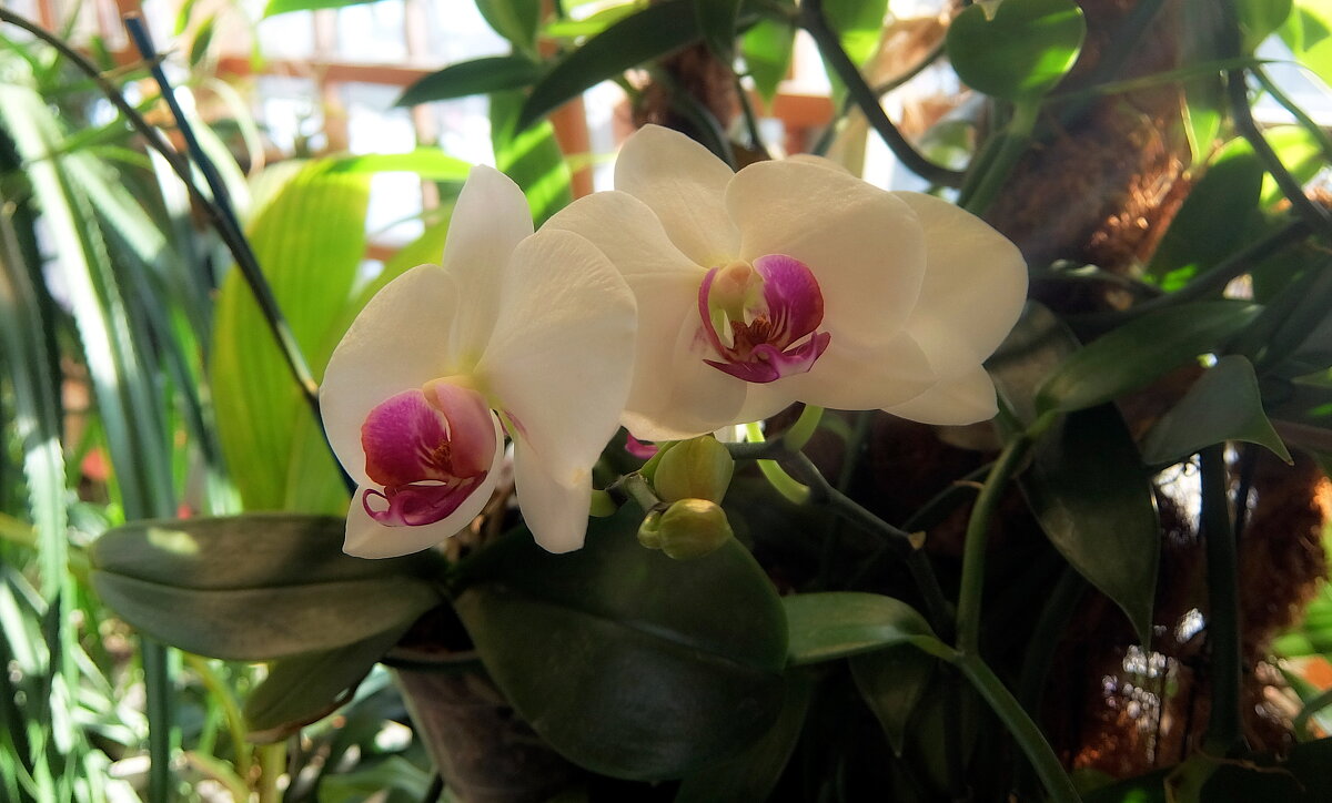 В орхидеях скрыта тонкая изящность, их лепестки таят волшебный свет. - Люба 