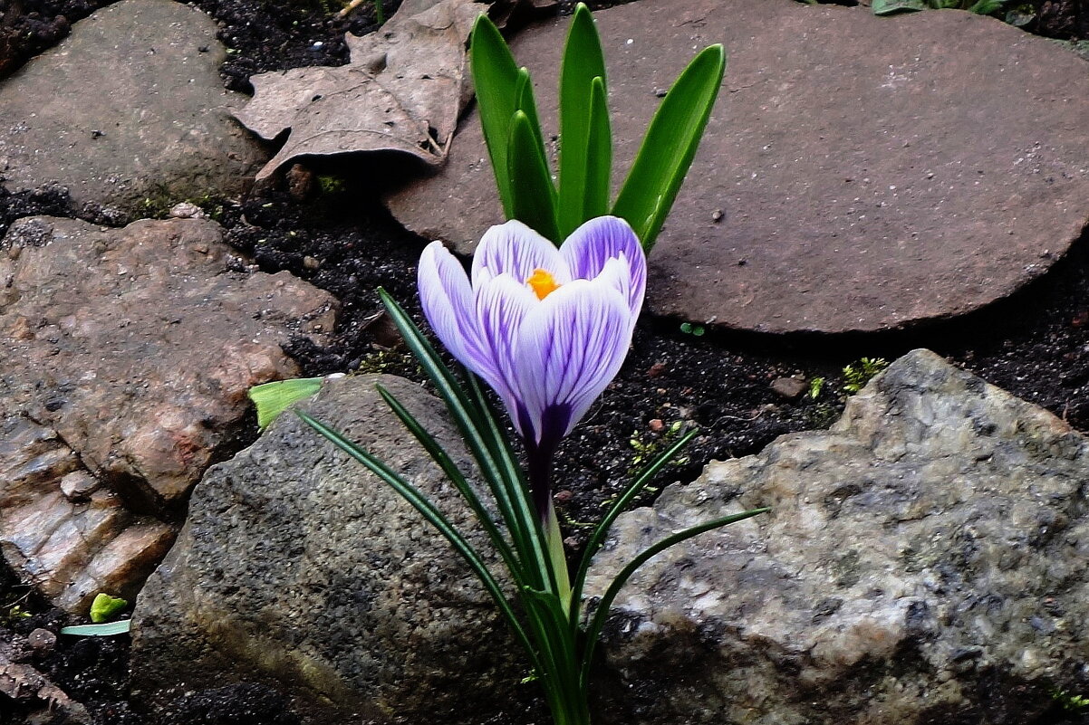 Крокусы - Рита Симонова Крокусы - Рита Симонова