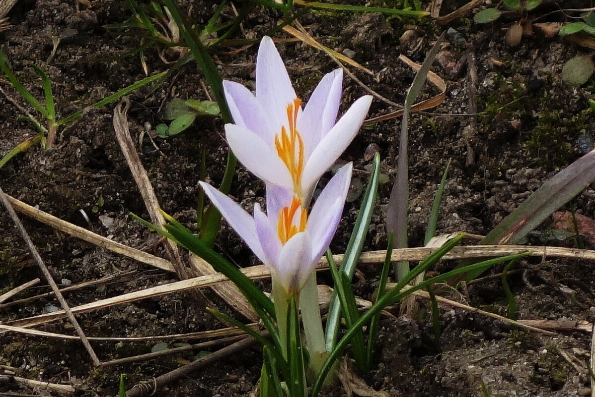 Крокусы - Рита Симонова