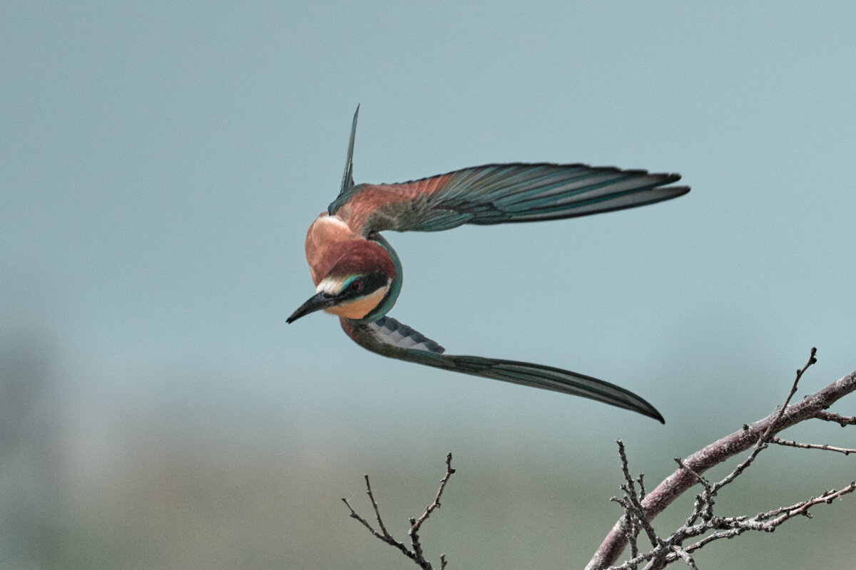 Золотистая щурка - Yudong Liu