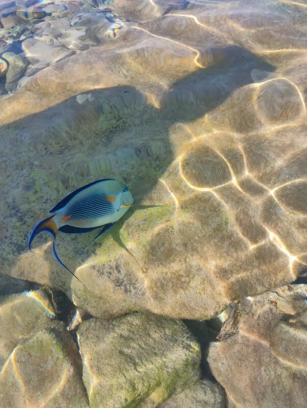 Красное море. Рыба хирург - Ирэн 
