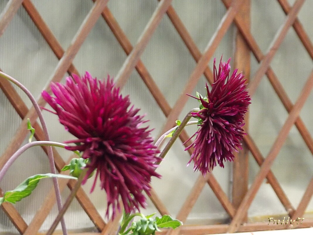 Георгины - Freddy 97