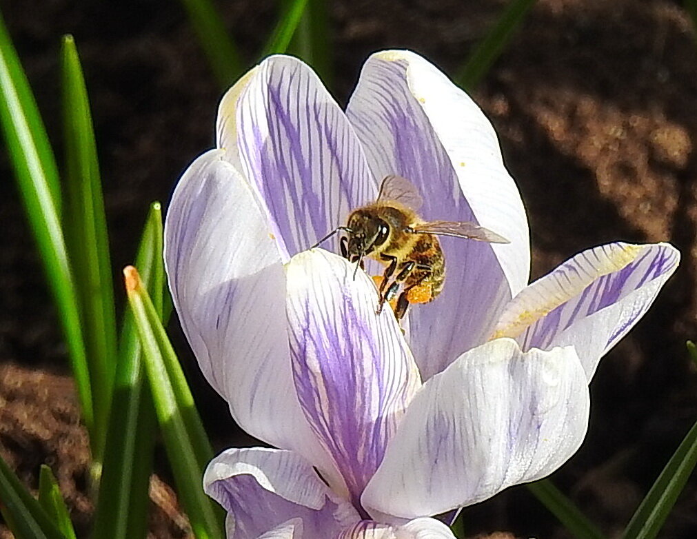 весна - ИННА ПОРОХОВА
