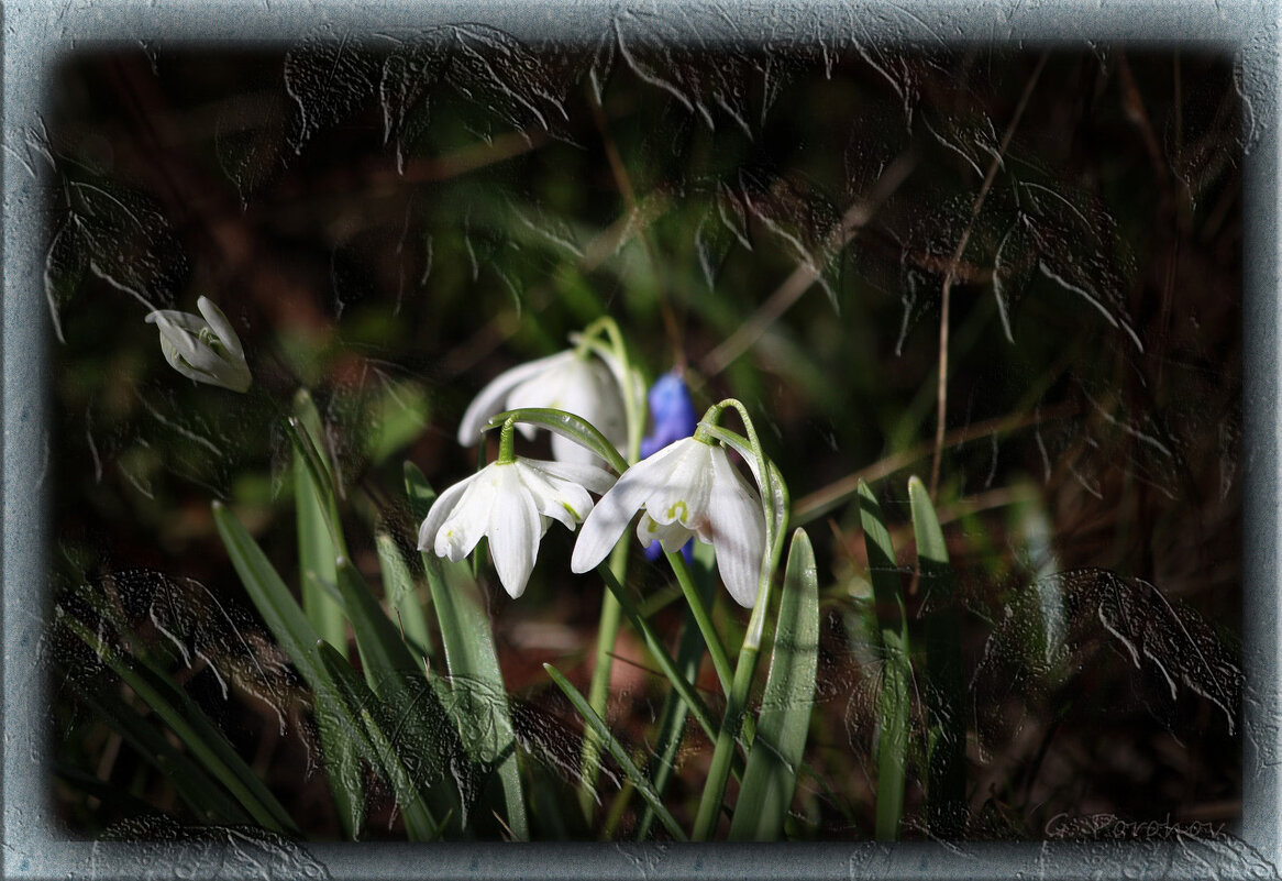 Подснежники. - Геннадий Порохов