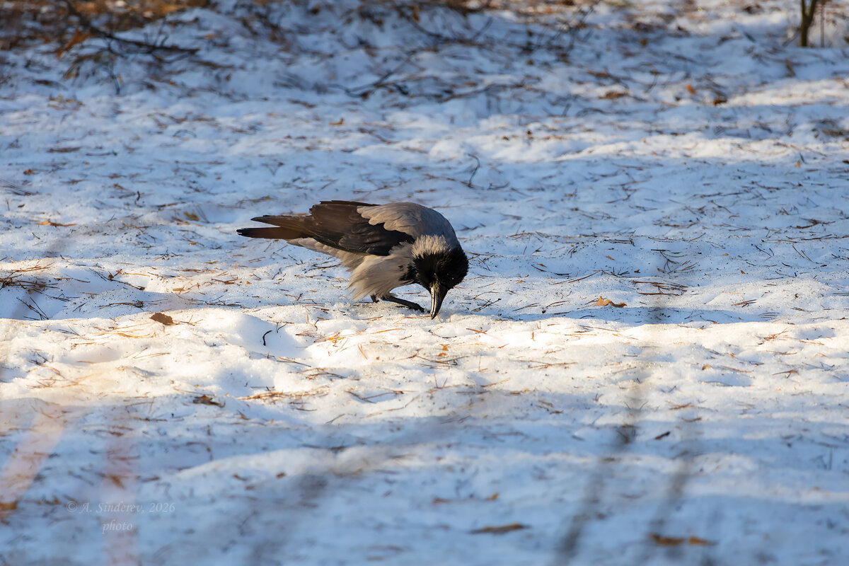 Ворона в поисках - Александр Синдерёв