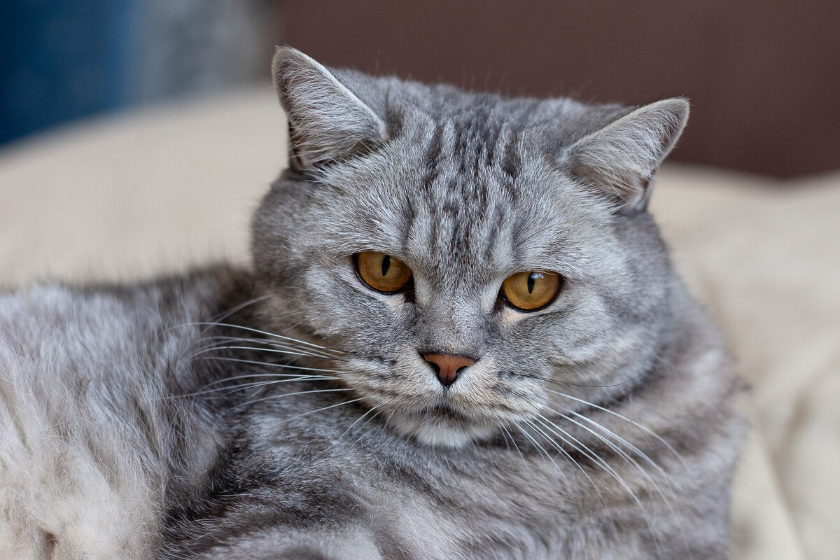 Савелий. - Андрей Дурапов