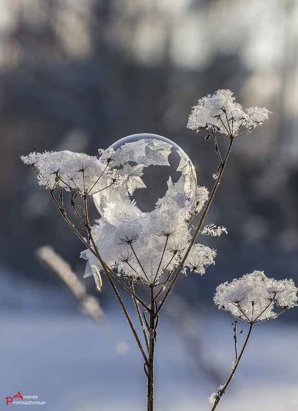 Пцзырь - Андрей Пристяжнюк