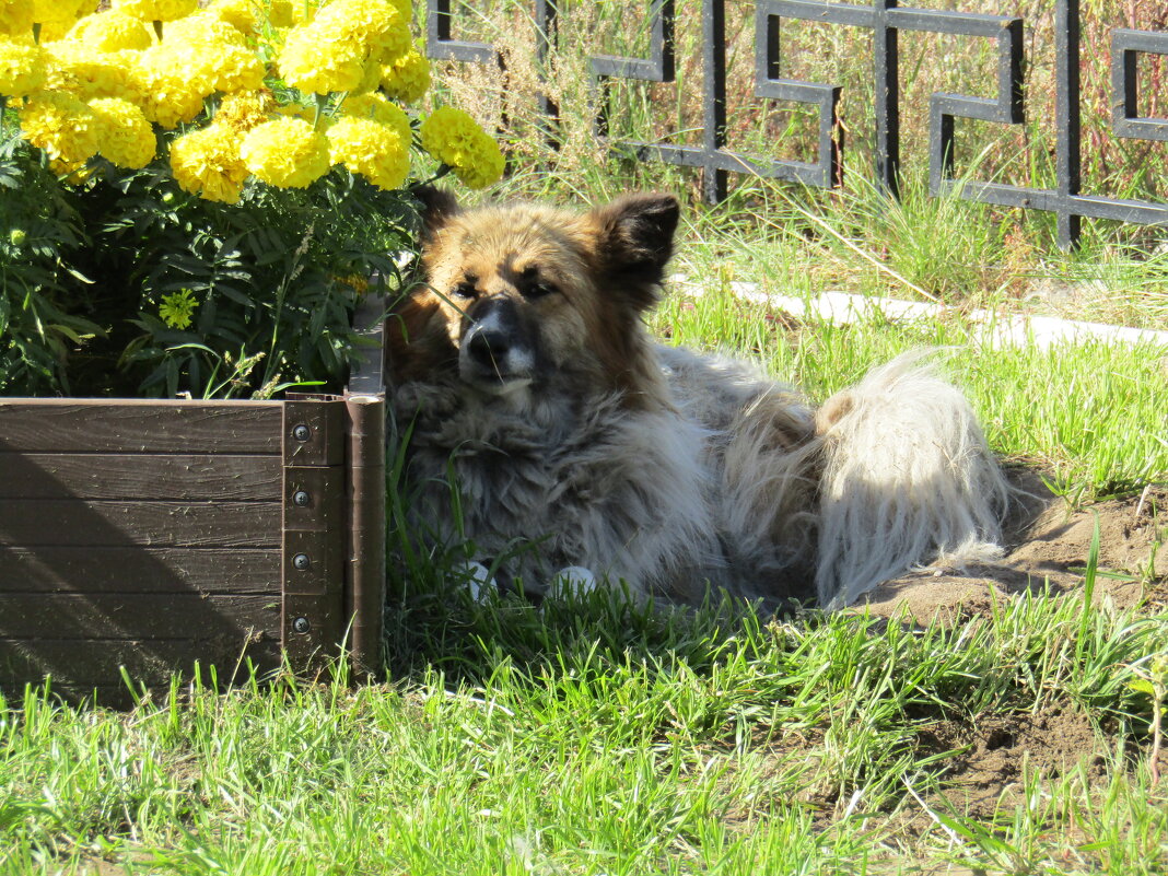 Ценитель красоты - Galaelina ***