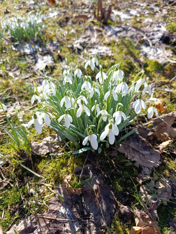 Весна - Андрей Весна - Андрей