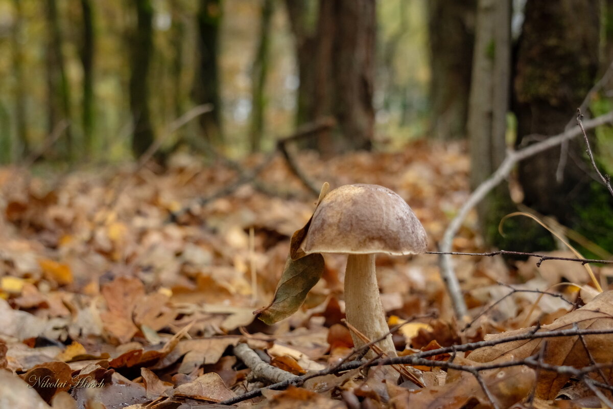 Ноябрьский привет... - Николай Гирш Ноябрьский привет... - Николай Гирш