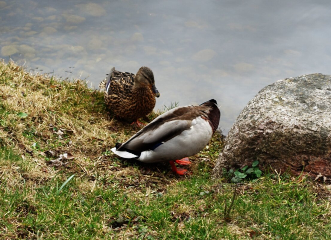 Поплыву куда прокрякуешь.. - Aida10 Поплыву куда прокрякуешь.. - Aida10
