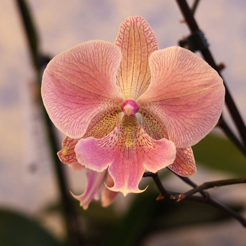 Моя коллекция орхидей - Irene Irene