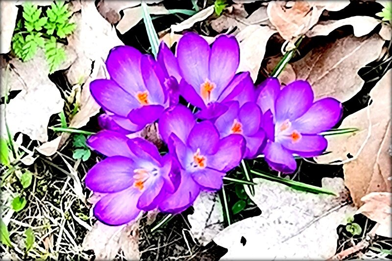 Первые цветы - крокусы ... - Сергей 