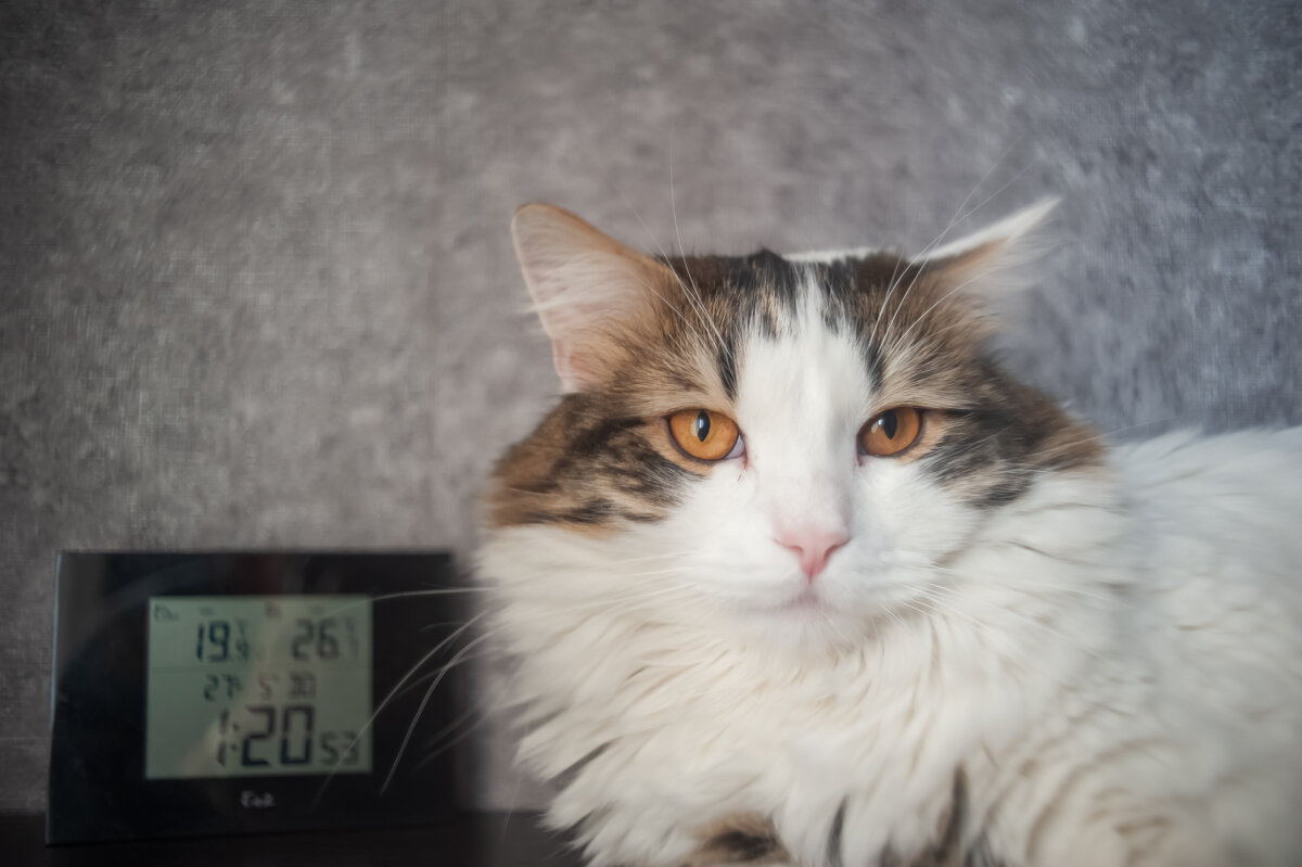 О погоде. - Николай 