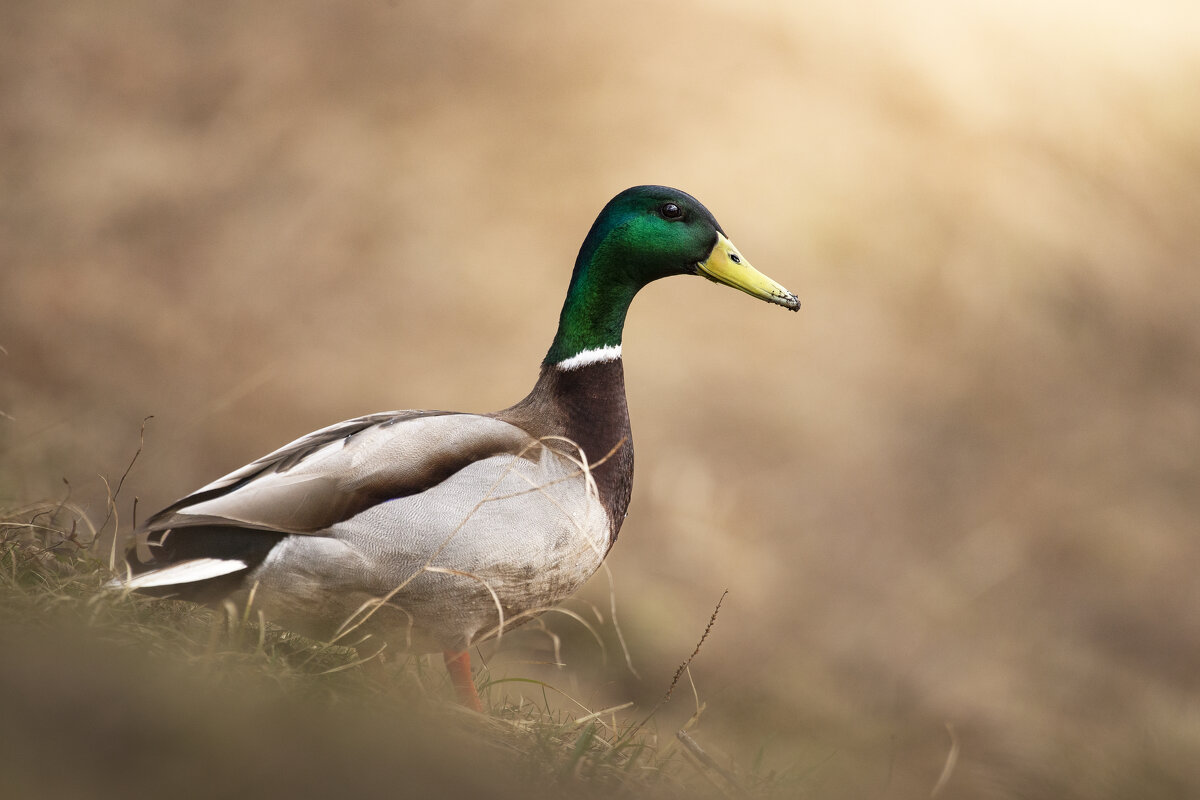 Кряква - Максим Вышарь