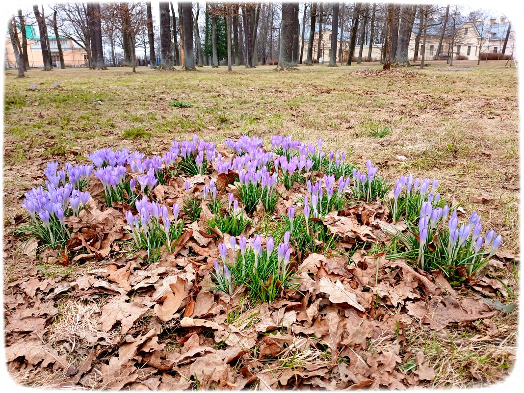 Крокусы - Лия ☼
