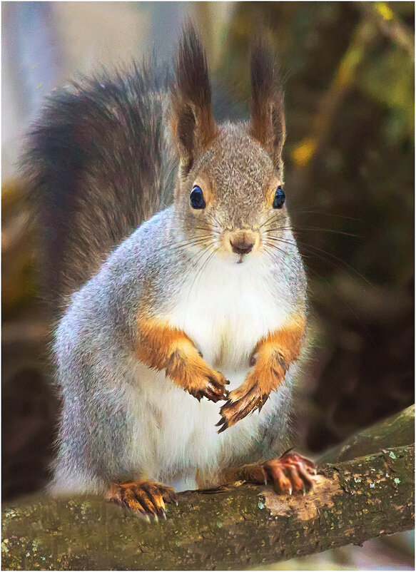 Кировчанка - Валентин Котляров