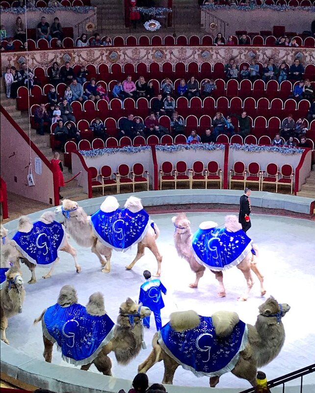 В цирке - Таня Фиалка