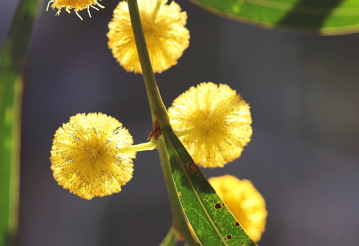 Мимоза. - Оля Богданович