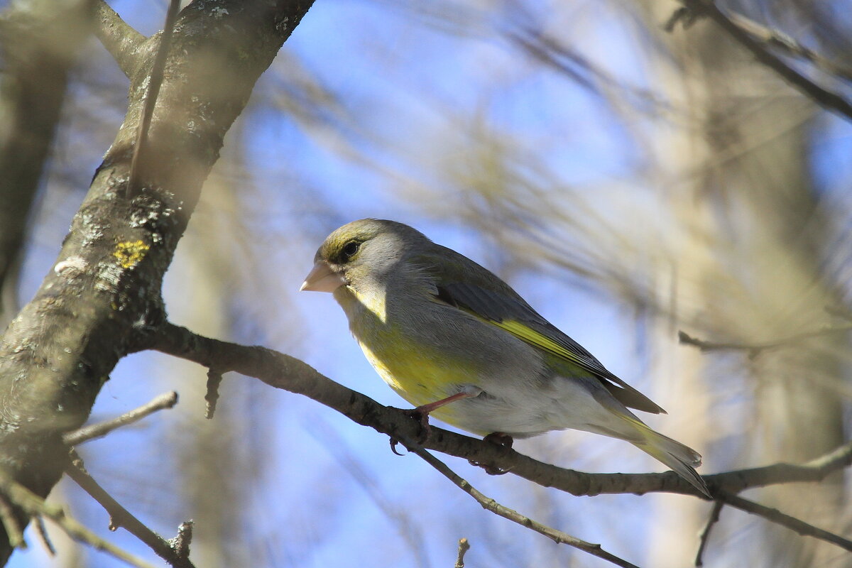 Зеленушка - Ninell Nikitina