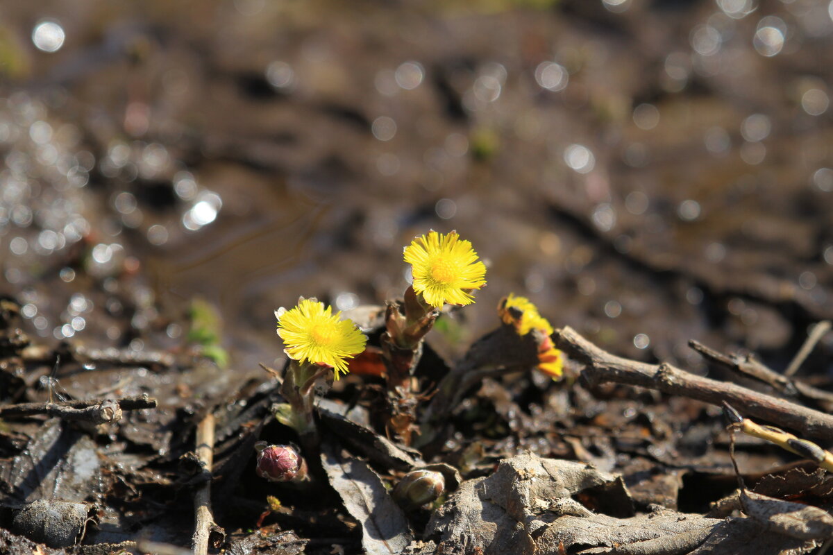 Первоцветы - Ninell Nikitina