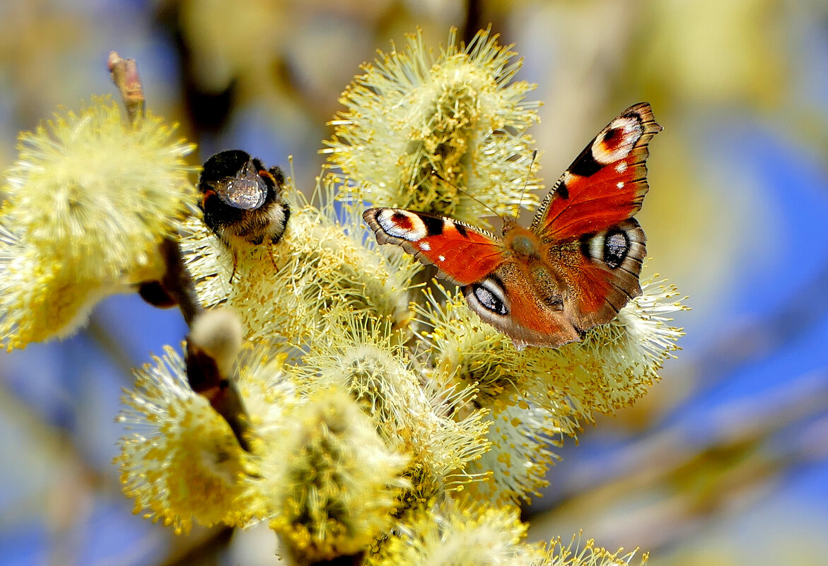 из снятого сегодня 5 - Александр Прокудин