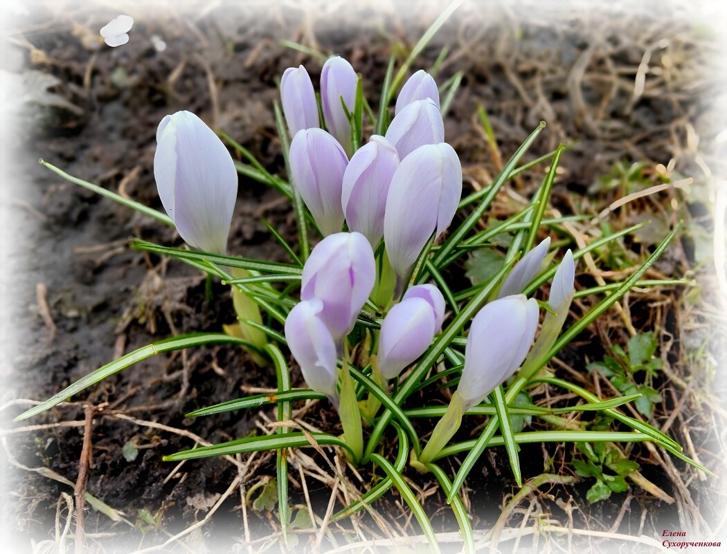 крокусы - Елена Сухорученкова