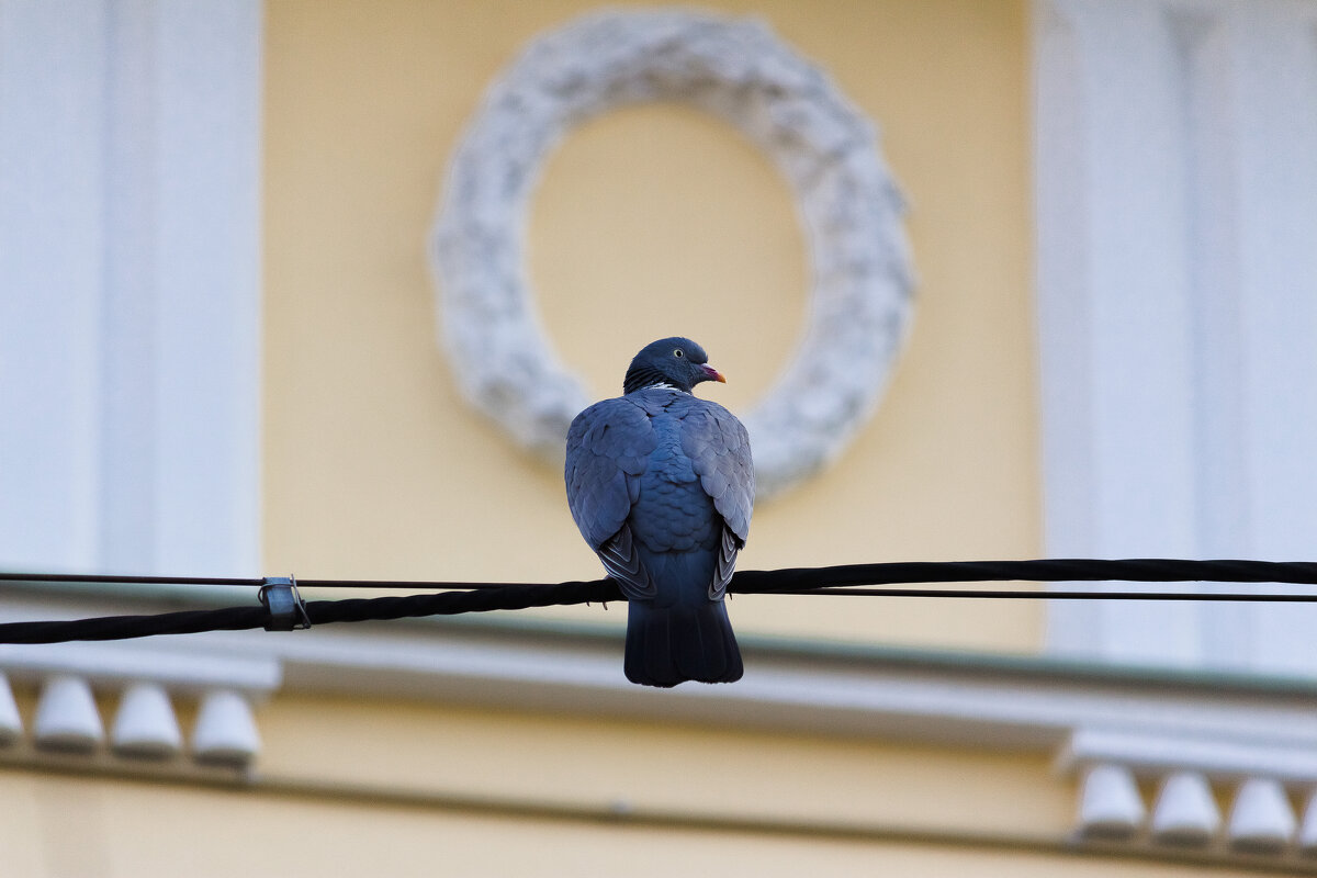 Птицы в городе - Алексей Булак Птицы в городе - Алексей Булак