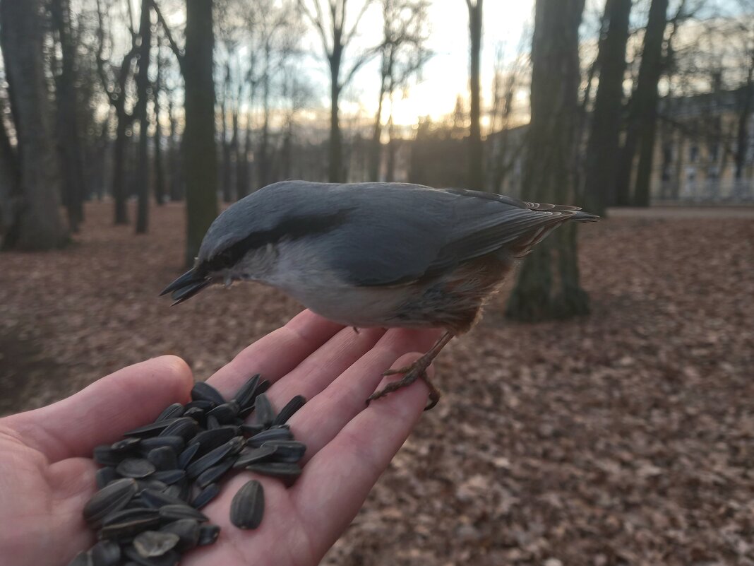 Поползень - Сапсан 
