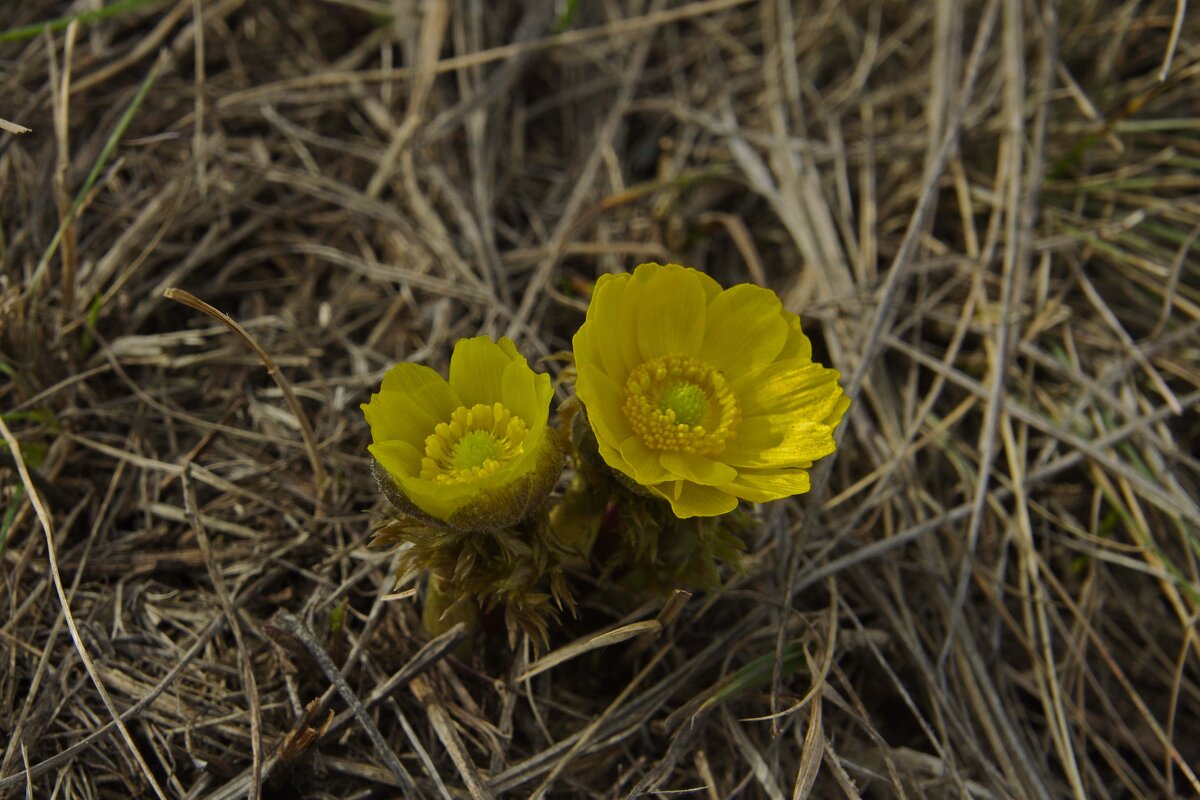 Подснежники. - Анатолий Момотов Подснежники. - Анатолий Момотов