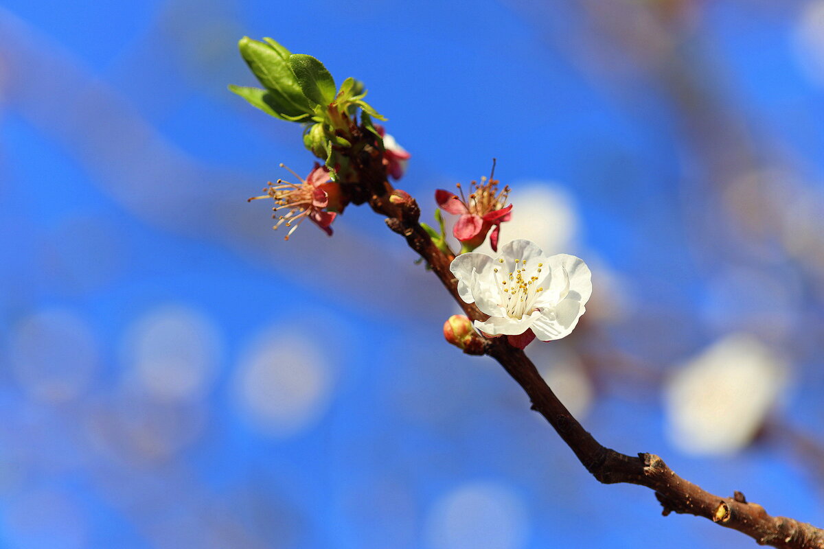 Абрикос. - Оля Богданович
