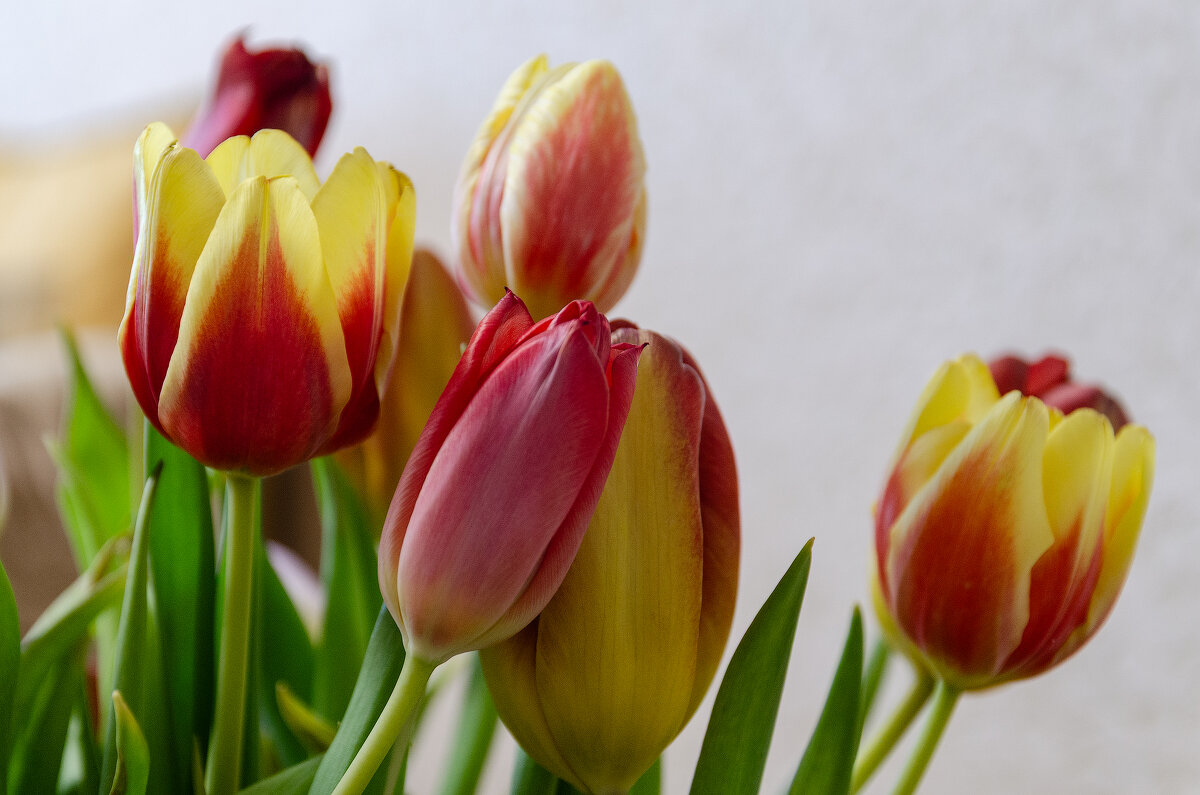 Чудесные тюльпаны - Виктор Иванович Чернюк