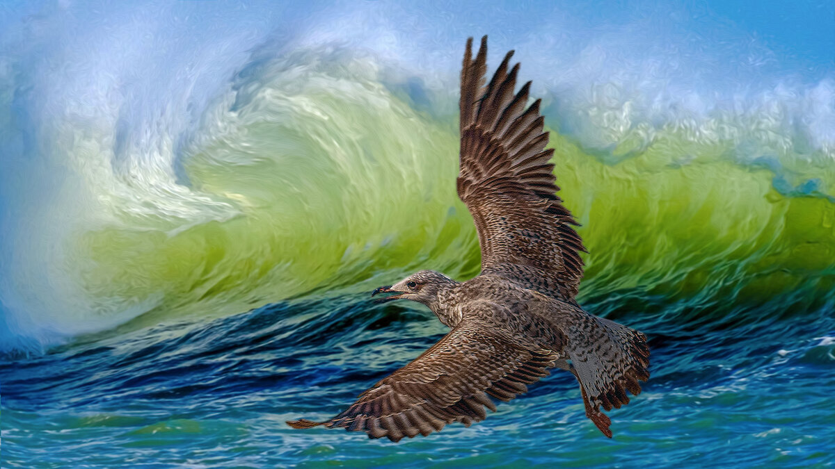 Чайка. - Aleksey Afonin