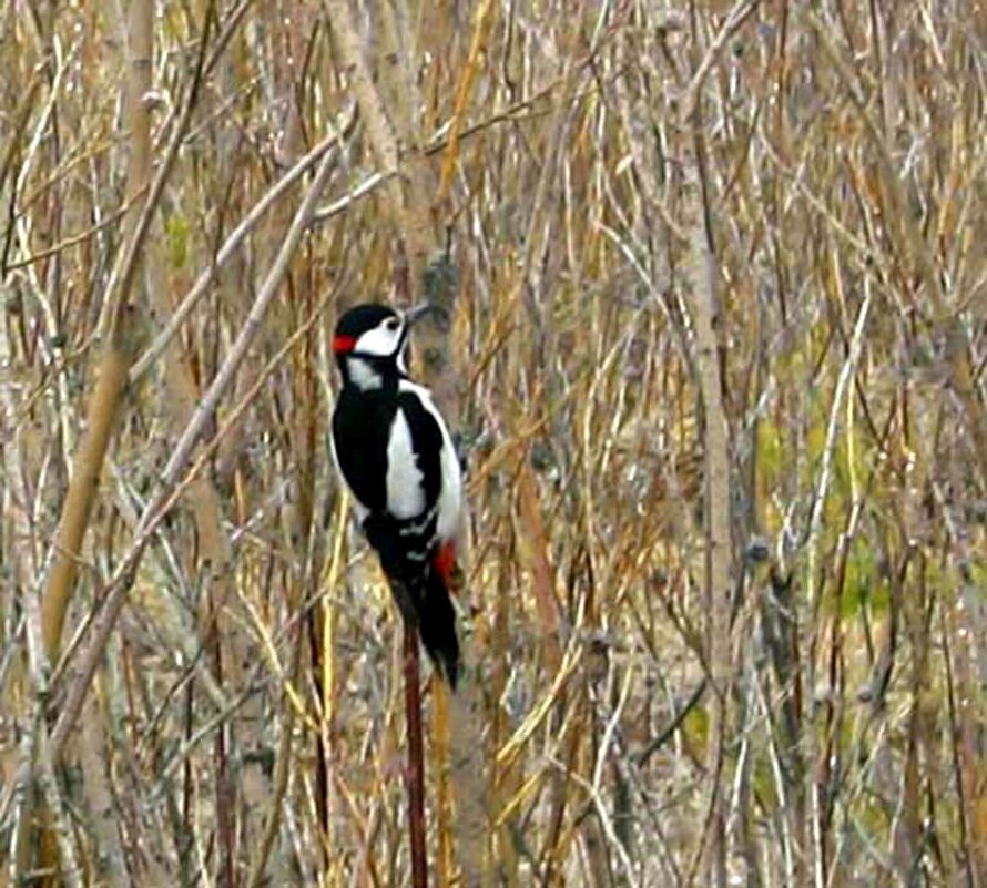 Майский дятел на берегу Юганской Оби! - Владимир 