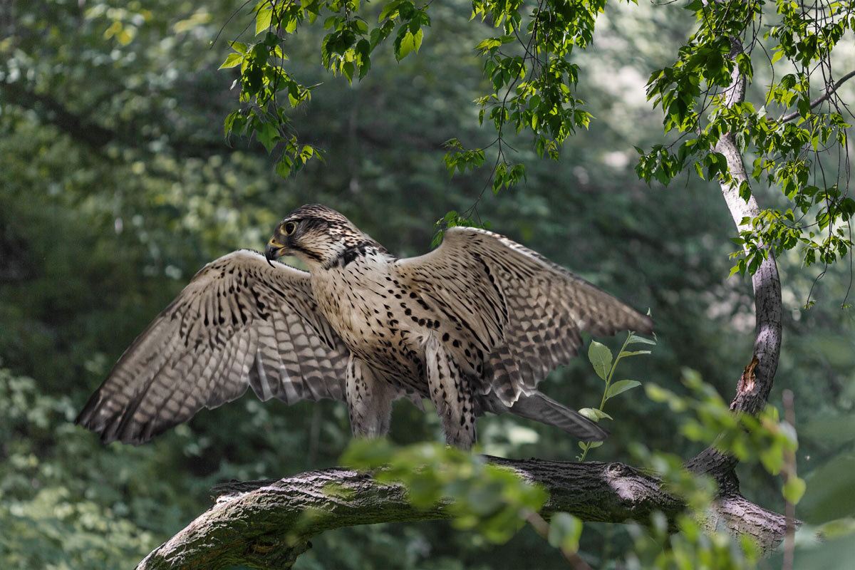 Ястреб - SanSan 