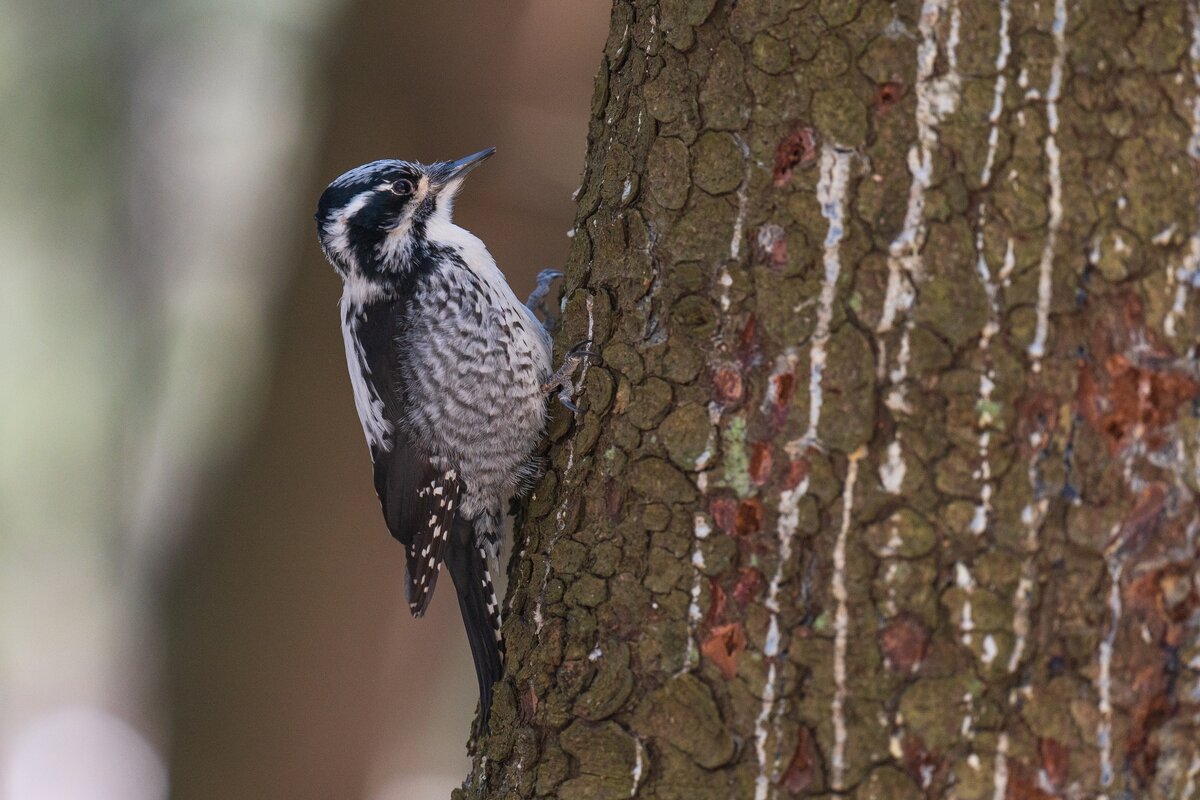 Трёхпалый дятел. - Виктор Евстратов