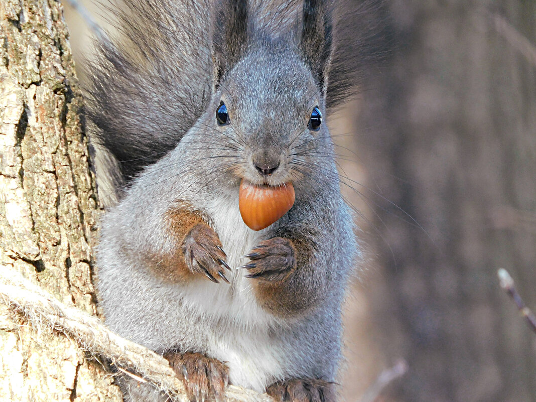 Белка - Лина 