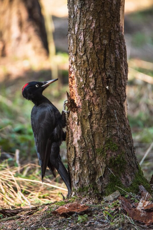 Чёрный дятел-желна. - Виктор Евстратов