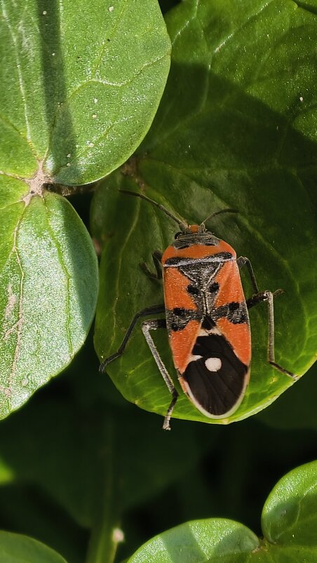 Лигей пятнистый - Мариша Тим Лигей пятнистый - Мариша Тим