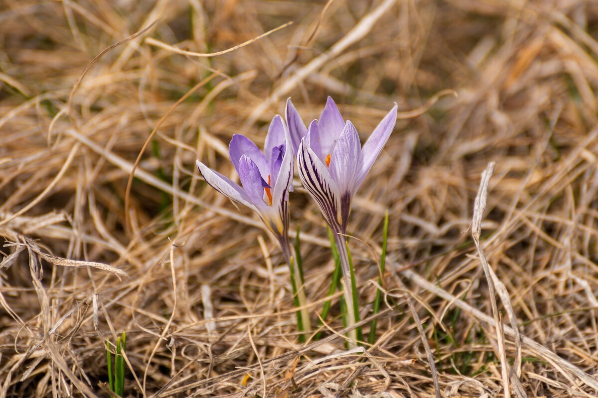 Крокус - Игорь Сикорский Крокус - Игорь Сикорский