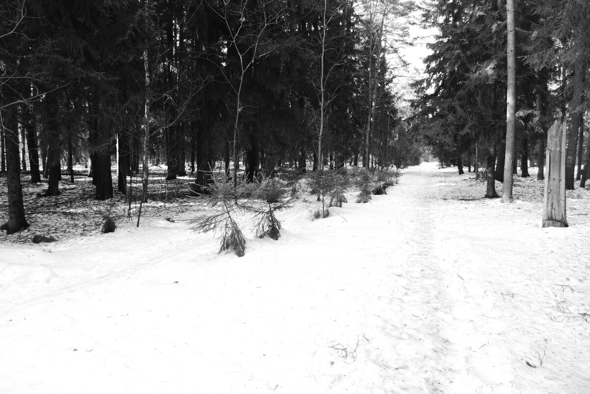 Мечты о ч/б Лейке 79. - Михаил Елочкин