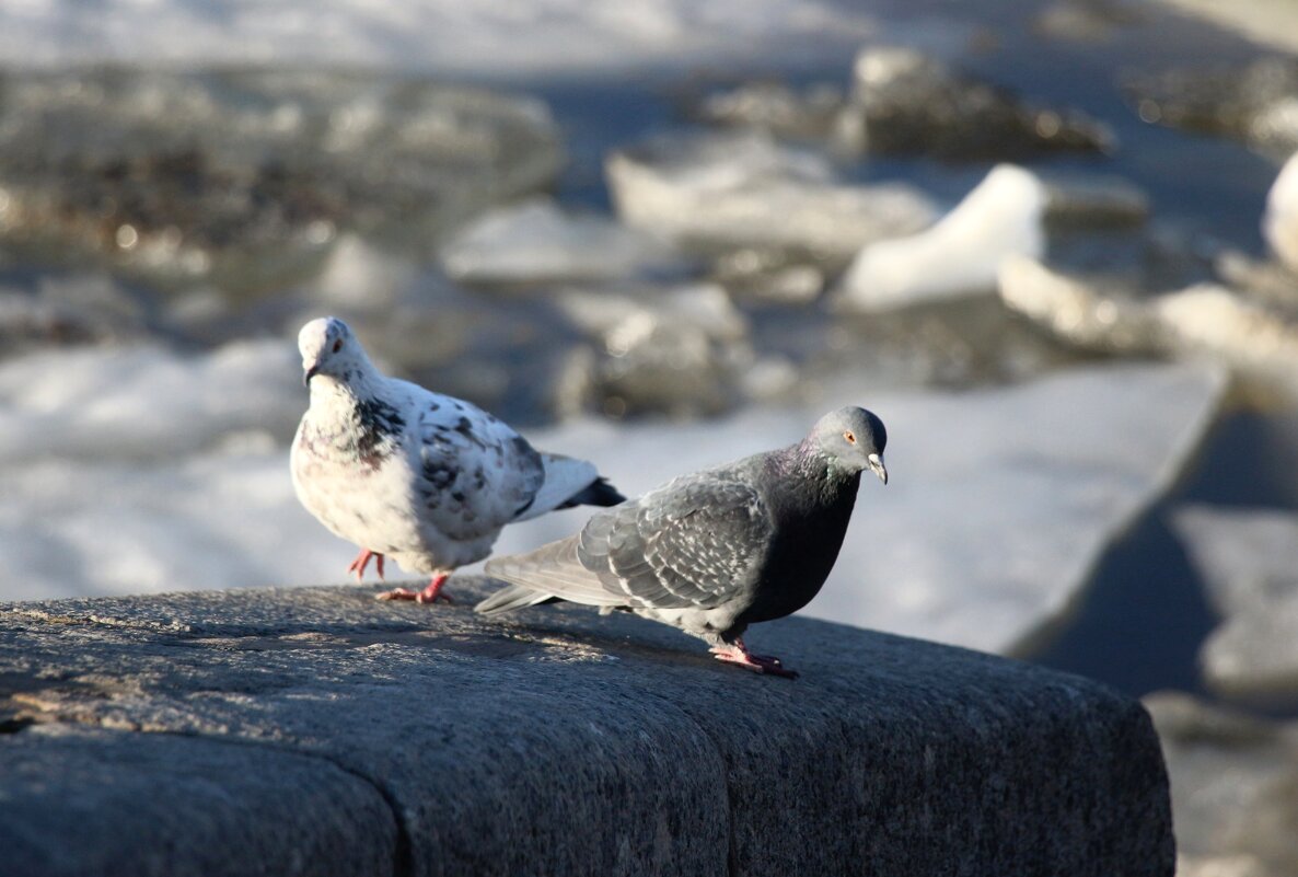 Весна и голуби - Наталья Герасимова