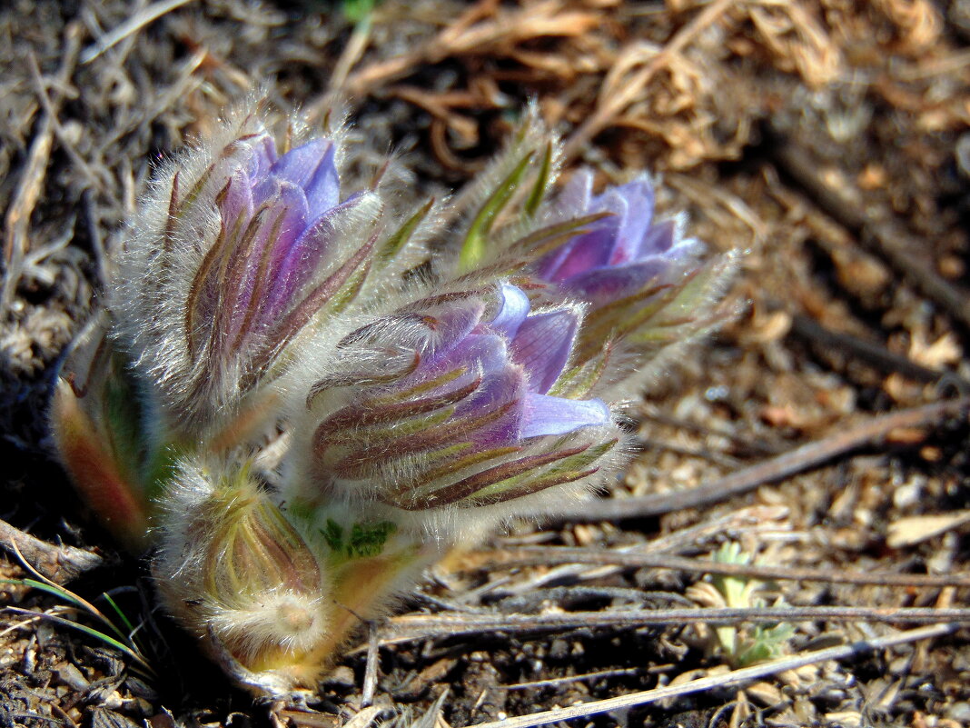 Первоцвты,сон-трава. - nadyasilyuk Вознюк