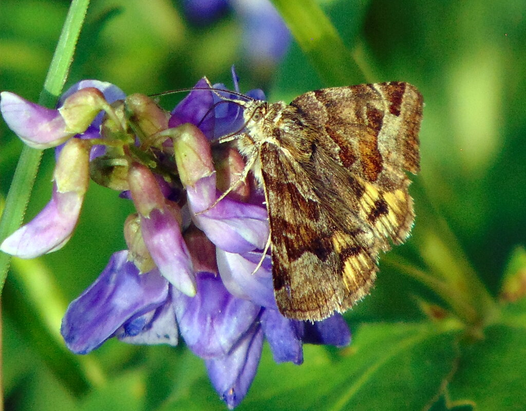 Я только попробую ! - nadyasilyuk Вознюк