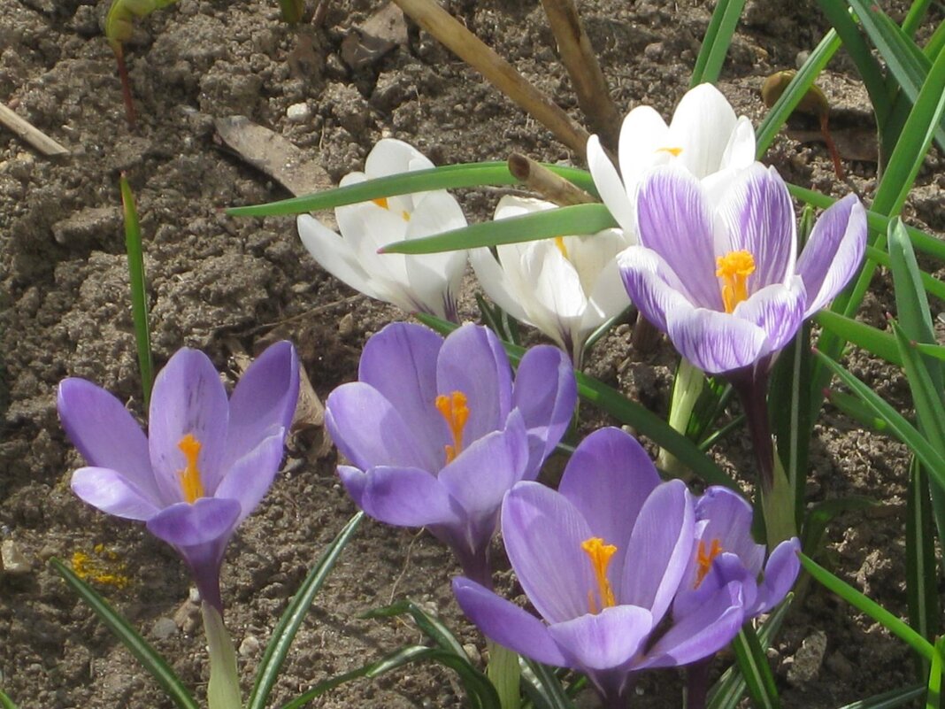 Первые весенние цветы - Дмитрий Никитин Первые весенние цветы - Дмитрий Никитин