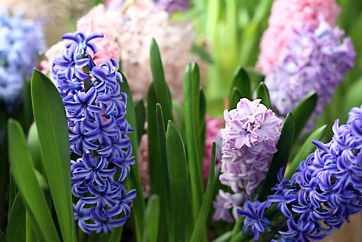 Гиацинты из Аптекарского - ZNatasha -